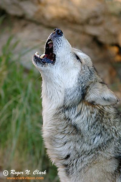 http://gallery3.persiangig.com/images/wolf/Wolf1008.jpg