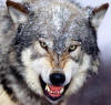 گرگ wolf